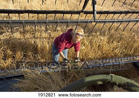 a woman works on a combine in a wheat field; three hills, alberta, canada View Large Photo Image Stock Image - a woman works on a combine in a wheat field; three hills, alberta, canada. Fotosearch