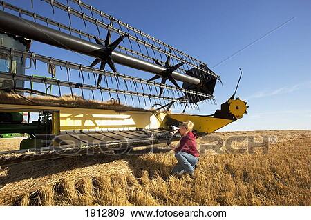a woman works on a combine in a wheat field; three hills, alberta, canada View Large Photo Image Stock Photo - a woman works on a combine in a wheat field; three hills, alberta, canada. Fotosearch