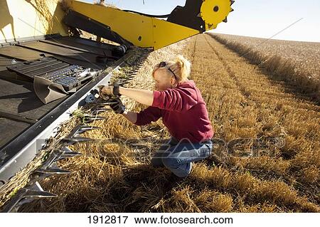 Stock Photo - a woman works on a combine in a wheat field; three hills, alberta, canada. Fotosearch