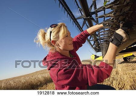 a woman works on a combine in a wheat field; three hills, alberta, canada View Large Photo Image Stock Photo - a woman works on a combine in a wheat field; three hills, alberta, canada. Fotosearch