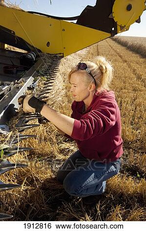 a woman works on a combine in a wheat field; three hills, alberta, canada View Large Photo Image Stock Photograph - a woman works on a combine in a wheat field; three hills, alberta, canada. Fotosearch