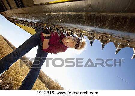Stock Photography - a woman works on a combine in a wheat field; three hills, alberta, canada. Fotosearch