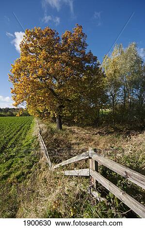 Stock Image - a wooden fence running alongside a field and trees; beamish, durham, england. Fotosearch