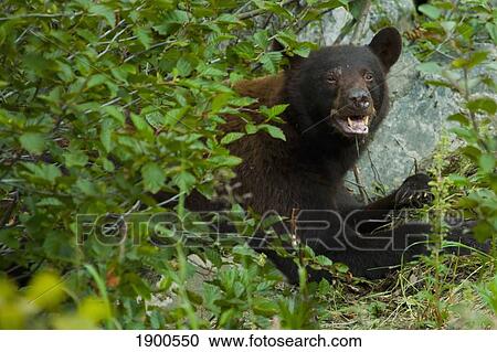 american black bear (ursus americanus) in the bushes protecting it's kill; skagway, alaska, united states of america View Large Photo Image Stock Image - american black bear (ursus americanus) in the bushes protecting it's kill; skagway, alaska, united states of america. Fotosearch