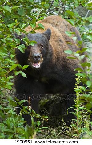 american black bear (ursus americanus) in the bushes; skagway, alaska, united states of america View Large Photo Image Stock Image - american black bear (ursus americanus) in the bushes; skagway, alaska, united states of america. Fotosearch