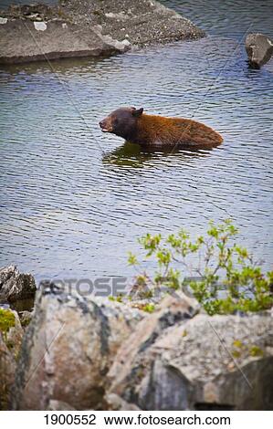 american black bear (ursus americanus) bathing in the water; skagway, alaska, united states of america View Large Photo Image Stock Image - american black bear (ursus americanus) bathing in the water; skagway, alaska, united states of america. Fotosearch