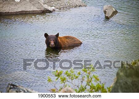 Stock Image - american black bear (ursus americanus) bathing in the water; skagway, alaska, united states of america. Fotosearch