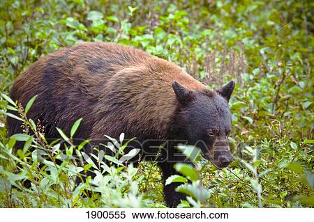 american black bear (ursus americanus) walking through underbrush; skagway, alaska, united states of america View Large Photo Image Stock Photography - american black bear (ursus americanus) walking through underbrush; skagway, alaska, united states of america. Fotosearch
