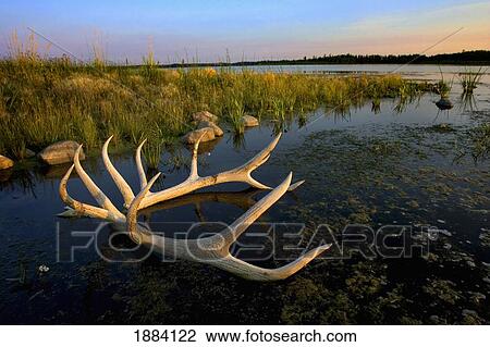 an elk's horns lay in the water at astotin lake in elk island national park; alberta, canada View Large Photo Image Stock Image - an elk's horns lay in the water at astotin lake in elk island national park; alberta, canada. Fotosearch
