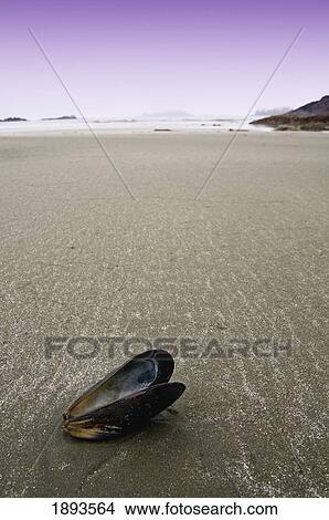 an open shell on a beach with a purple sky at sunset; tofino, british columbia, canada View Large Photo Image Picture - an open shell on a beach with a purple sky at sunset; tofino, british columbia, canada. Fotosearch