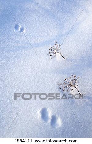 Stock Image - animal footprints in fresh snowfall; hyder, alaska, united states of america. Fotosearch
