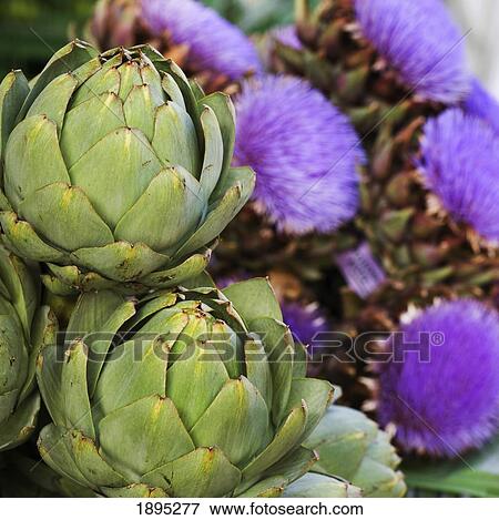 artichokes with artichoke flowers in the background; munich, germany View Large Photo Image Stock Photo - artichokes with artichoke flowers in the background; munich, germany. Fotosearch