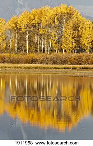 aspens reflected in a pool in the snake river in autumn; wyoming, united states of america View Large Photo Image Stock Photo - aspens reflected in a pool in the snake river in autumn; wyoming, united states of america. Fotosearch