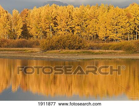 autumn aspens reflected in snake river; wyoming, united states of america View Large Photo Image Stock Photo - autumn aspens reflected in snake river; wyoming, united states of america. Fotosearch