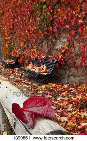 Stock Image - autumn colored leaves covering a bench and log along a pathway; northumberland, england. Fotosearch