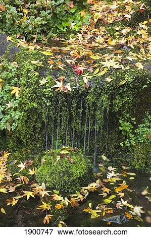 autumn colored leaves falling in a cascade in crystal springs rhododendron gardens; portland, oregon, united states of america View Large Photo Image Stock Photo - autumn colored leaves falling in a cascade in crystal springs rhododendron gardens; portland, oregon, united states of america. Fotosearch