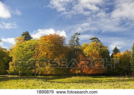 autumn colored leaves on the trees; scottish borders, scotland View Large Photo Image Stock Photo - autumn colored leaves on the trees; scottish borders, scotland. Fotosearch