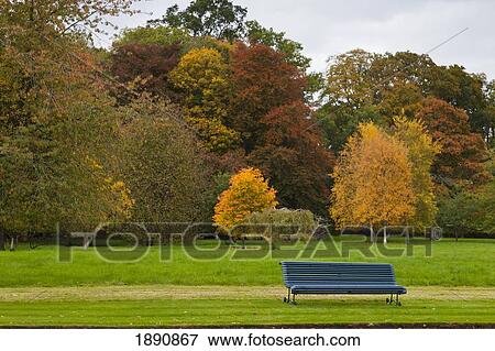 autumn colored leaves on trees and a park bench; scottish borders, scotland View Large Photo Image Stock Photo - autumn colored leaves on trees and a park bench; scottish borders, scotland. Fotosearch