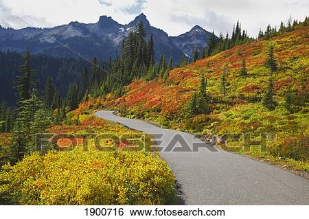 Stock Photograph - autumn colors and a trail in the tatoosh mountains in mt. rainier national park; washington, united states of america. Fotosearch