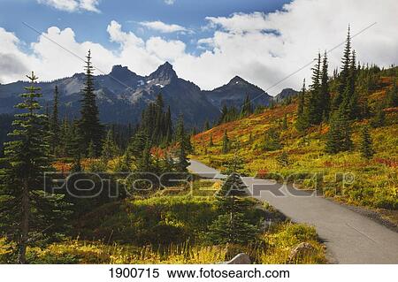 Stock Photography - autumn colors and a trail in the tatoosh mountains in mt. rainier national park; washington, united states of america. Fotosearch
