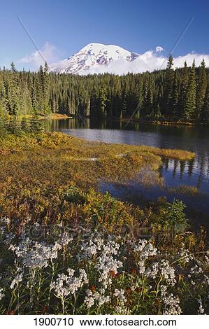 autumn colors at reflection lake and mount rainier in the background in mt. rainier national park; washington, united states of america View Large Photo Image Stock Image - autumn colors at reflection lake and mount rainier in the background in mt. rainier national park; washington, united states of america. Fotosearch