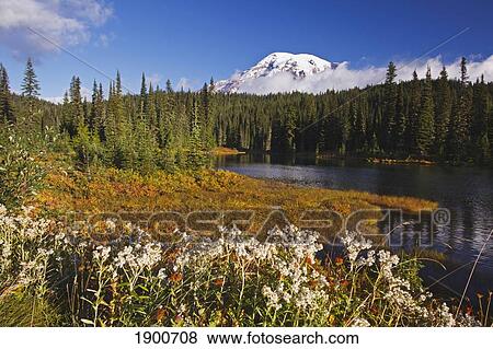 autumn colors at reflection lake and mount rainier in the background in mt. rainier national park; washington, united states of america View Large Photo Image Stock Photo - autumn colors at reflection lake and mount rainier in the background in mt. rainier national park; washington, united states of america. Fotosearch