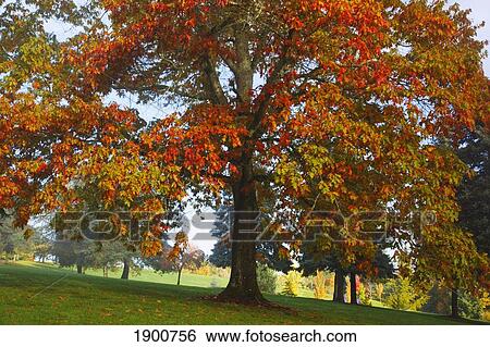 autumn colors in a park; portland, oregon, united states of america View Large Photo Image Stock Photograph - autumn colors in a park; portland, oregon, united states of america. Fotosearch
