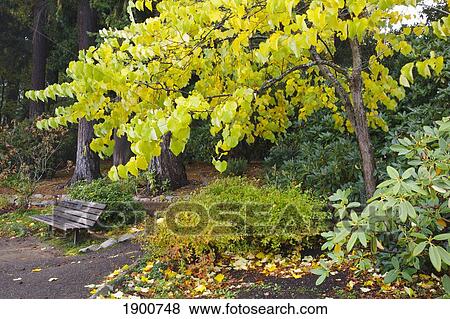 autumn colors in crystal springs rhododendron gardens; portland, oregon, united states of america View Large Photo Image Stock Photo - autumn colors in crystal springs rhododendron gardens; portland, oregon, united states of america. Fotosearch