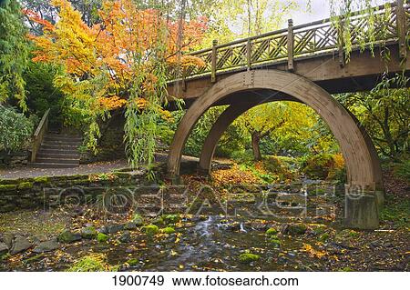 autumn colors in crystal springs rhododendron gardens and a bridge over a stream; portland, oregon, united states of america View Large Photo Image Stock Photo - autumn colors in crystal springs rhododendron gardens and a bridge over a stream; portland, oregon, united states of america. Fotosearch