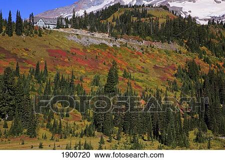 autumn colors in mt. rainier national park; washington, united states of america View Large Photo Image Stock Image - autumn colors in mt. rainier national park; washington, united states of america. Fotosearch