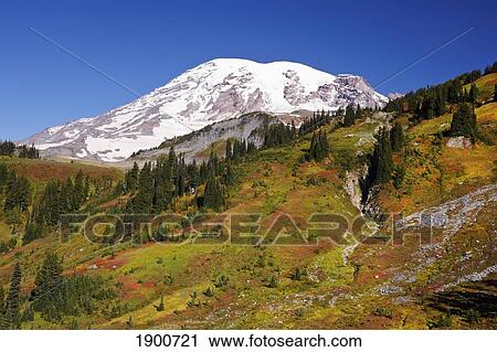 autumn colors in mt. rainier national park; washington, united states of america View Large Photo Image Stock Image - autumn colors in mt. rainier national park; washington, united states of america. Fotosearch