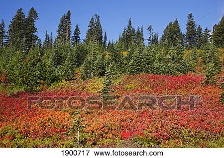 Stock Photo - autumn colors in mt. rainier national park; washington, united states of america. Fotosearch