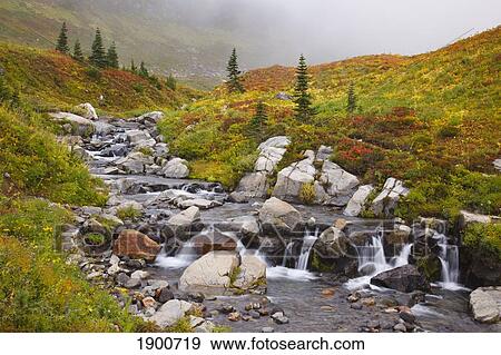 autumn colors in mt. rainier national park; washington, united states of america View Large Photo Image Stock Photo - autumn colors in mt. rainier national park; washington, united states of america. Fotosearch