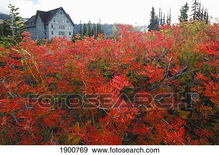 autumn colors in mt. rainier national park; washington, united states of america View Large Photo Image Stock Photo - autumn colors in mt. rainier national park; washington, united states of america. Fotosearch