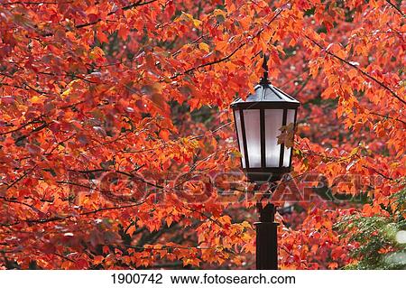 autumn colors on the leaves and a light post; portland, oregon, united states of america View Large Photo Image Stock Image - autumn colors on the leaves and a light post; portland, oregon, united states of america. Fotosearch
