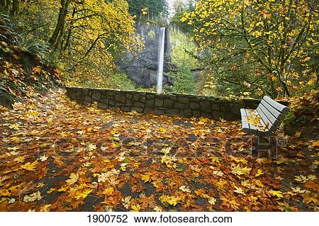 autumn colors with a waterfall and park bench in columbia river gorge national scenic area; oregon, united states of america View Large Photo Image Stock Image - autumn colors with a waterfall and park bench in columbia river gorge national scenic area; oregon, united states of america. Fotosearch
