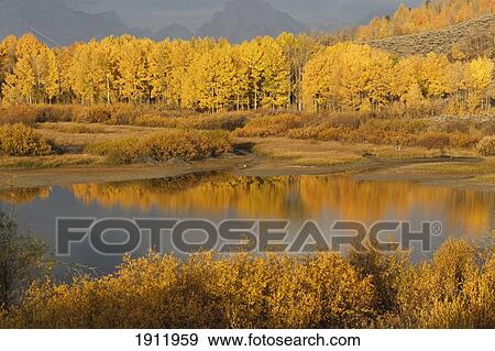 Stock Photo - autumn foliage surrounds a pool in the snake river; wyoming, united states of america. Fotosearch