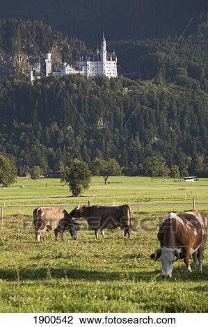 bavarian castle on a mountain side with cattle in the fields in the foreground; fussen, germany View Large Photo Image Stock Image - bavarian castle on a mountain side with cattle in the fields in the foreground; fussen, germany. Fotosearch