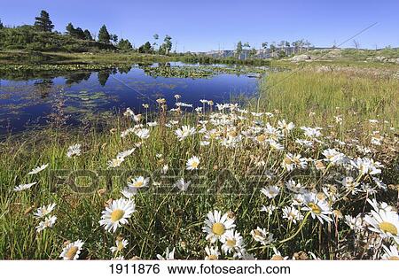 beaver pond reflects the sky with surrounding wildflowers in the san juan mountains; colorado, united states of america View Large Photo Image Stock Photograph - beaver pond reflects the sky with surrounding wildflowers in the san juan mountains; colorado, united states of america. Fotosearch