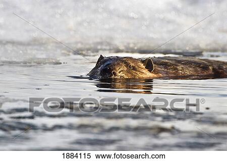 beaver swimming in the water in early spring with snow in the background at elk island national park; alberta, canada View Large Photo Image Stock Photography - beaver swimming in the water in early spring with snow in the background at elk island national park; alberta, canada. Fotosearch