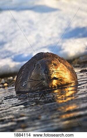 beaver swimming in water with a branch in it's mouth in early spring in elk island national park; alberta, canada View Large Photo Image Picture - beaver swimming in water with a branch in it's mouth in early spring in elk island national park; alberta, canada. Fotosearch
