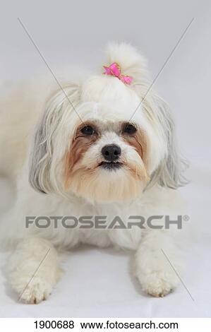 Stock Photo - bichon frise with a pink bow in it's hair. Fotosearch