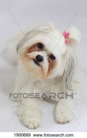 bichon frise with a pink bow in it's hair View Large Photo Image Stock Photo - bichon frise with a pink bow in it's hair. Fotosearch