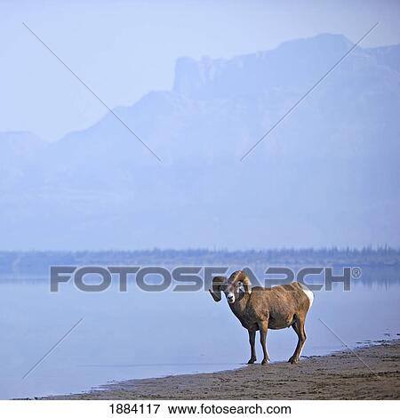bighorn sheep (ovis canadensis) on water's edge in banff national park; alberta, canada View Large Photo Image Stock Photo - bighorn sheep (ovis canadensis) on water's edge in banff national park; alberta, canada. Fotosearch