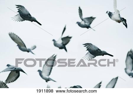 Stock Photo - birds in flight in the sky; benalamadena costa, malaga, costa del sol, andalusia, spain. Fotosearch