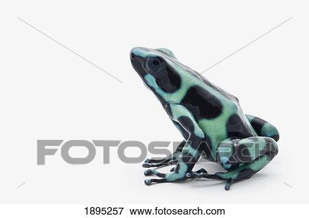 black and green poison dart frog (dendrobates auratus) View Large Photo Image Stock Photo - black and green poison dart frog (dendrobates auratus). Fotosearch