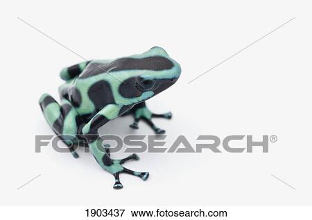 black and green poison dart frog (dendrobates auratus) View Large Photo Image Stock Photo - black and green poison dart frog (dendrobates auratus). Fotosearch