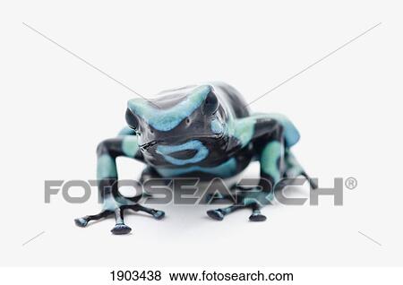 black and green poison dart frog (dendrobates auratus) View Large Photo Image Stock Photo - black and green poison dart frog (dendrobates auratus). Fotosearch