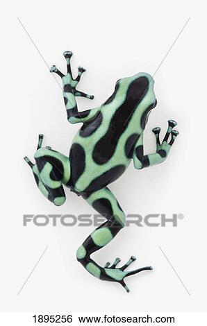 Stock Photograph - black and green poison dart frog (dendrobates auratus). Fotosearch