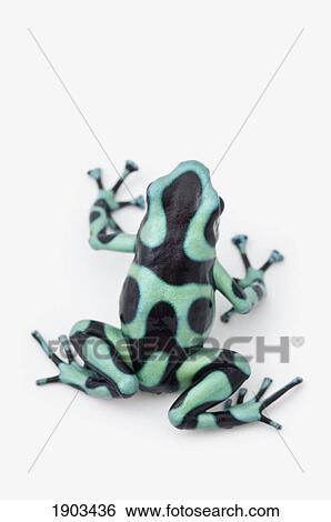 Stock Photograph - black and green poison dart frog (dendrobates auratus). Fotosearch